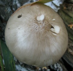 Pluteus cervinus