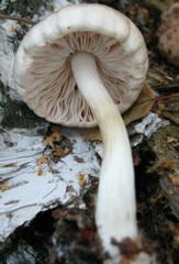 Pluteus cervinus