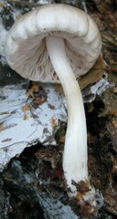Pluteus cervinus