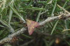 Pyrausta laticlavia