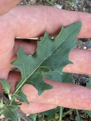 Tetragonotheca texana