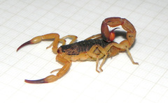 Tityus serrulatus