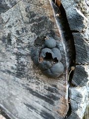 Daldinia concentrica