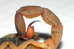 Tityus serrulatus