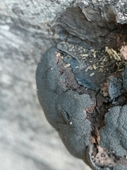 Daldinia concentrica