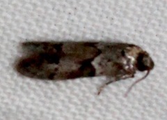 Blastobasis glandulella