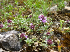 Thymus serpyllum