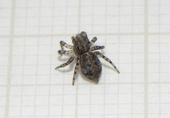 Euophryini