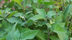 Solanum villosum