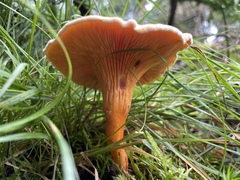 Hygrophoropsis