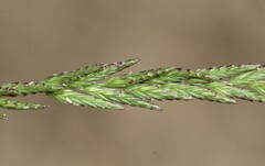 Diplachne fusca