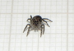 Euophryini