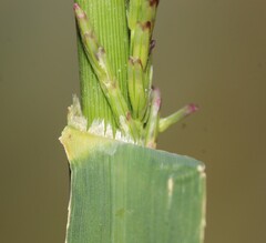 Diplachne fusca