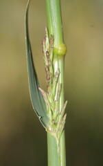 Diplachne fusca