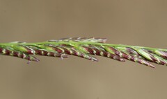 Diplachne fusca