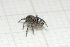 Euophryini