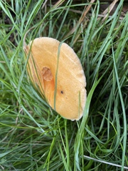 Hygrophoropsis