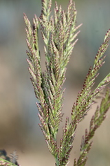 Diplachne fusca