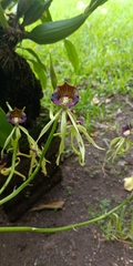 Prosthechea cochleata