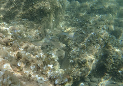 Mugilidae