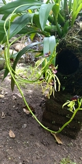 Prosthechea cochleata