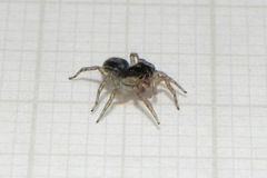 Maeota dichrura