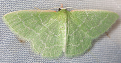 Synchlora aerata