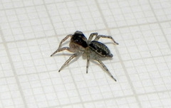 Maeota dichrura
