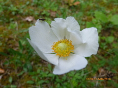 Anemonoides sylvestris