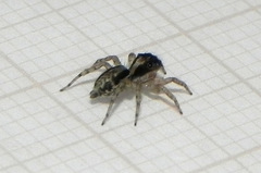 Maeota dichrura