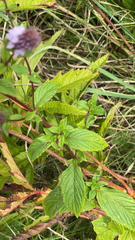 Mentha × piperita
