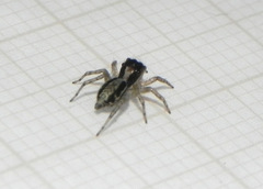 Maeota dichrura