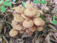 Armillaria socialis