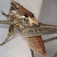 Tettigoniidae