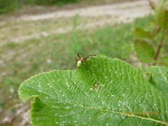 Araniella