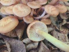 Armillaria socialis