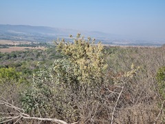 Brachylaena rotundata