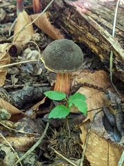 Xerocomellus pruinatus