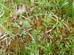 Boloria euphrosyne