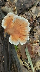 Abortiporus biennis