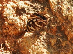 Dynamine postverta