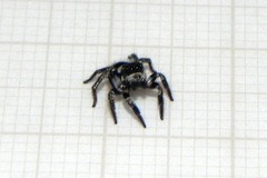 Corythalia argentinensis