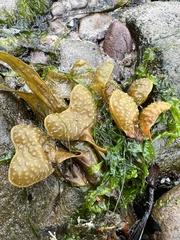 Fucus