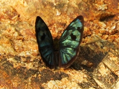 Dynamine postverta