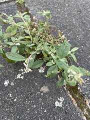 Polygonum arenastrum
