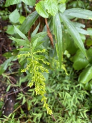 Solidago