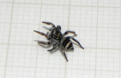 Corythalia argentinensis