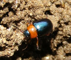 Gastrophysa polygoni