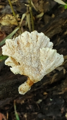 Abortiporus biennis