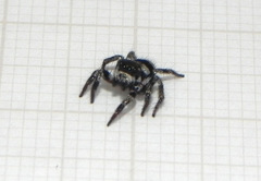 Corythalia argentinensis